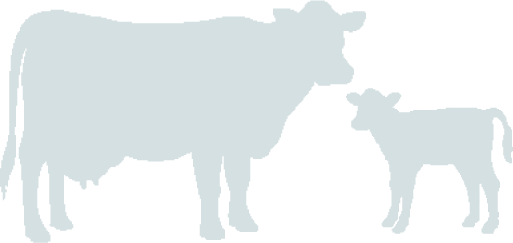 We Try Our Best To Keep Our Cows Well Fed, Healthy, - Gucci Cow (513x243)