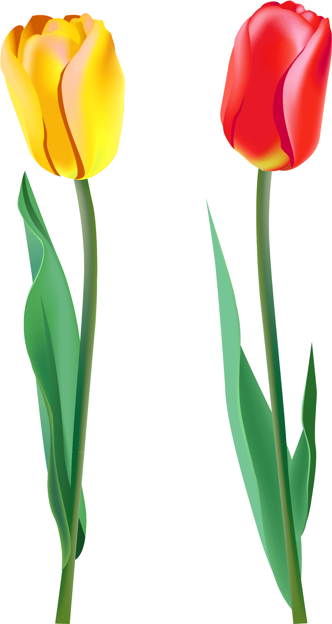 Spring Tulips Clip Art - Tulips Png (1382x2035)
