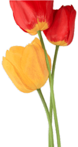 Drawn Tulip Tulip Bouquet - Tulipan Dibujo Png (640x480)