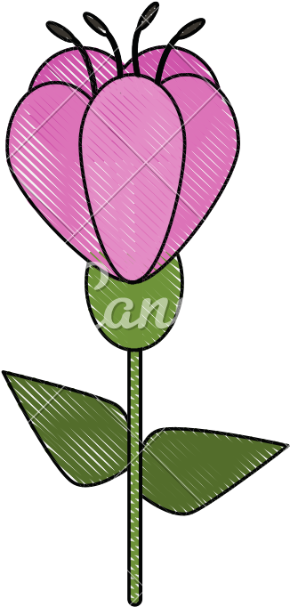 Beautiful Flower Bouquet - Tulip (800x800)