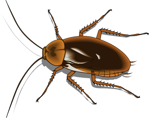 Cockroach Png Image - Cartoon Image Of Cockroach (500x397)
