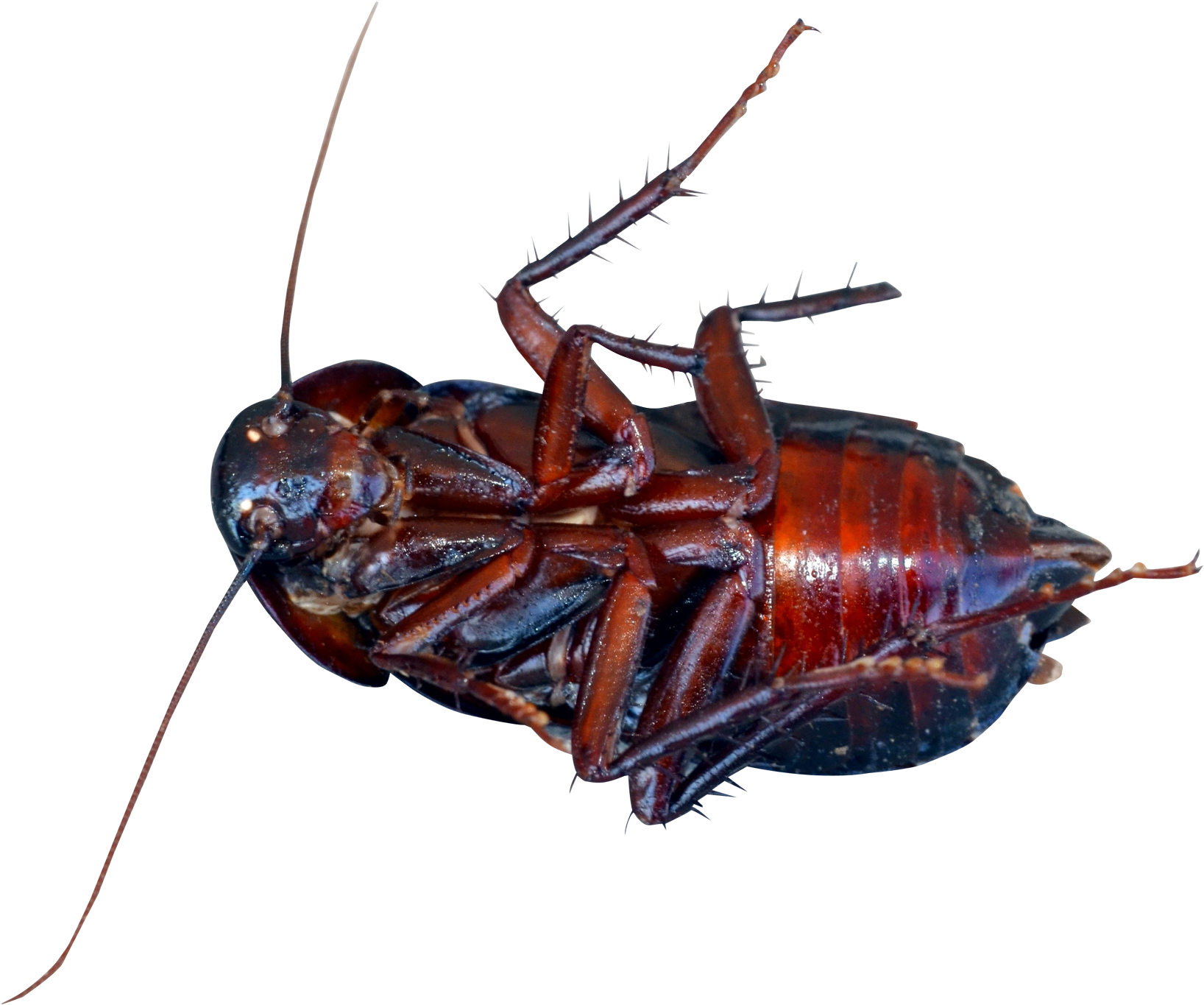 This High Quality Free Png Image Without Any Background - Cockroach Png (1700x1448)