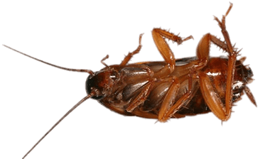 Cockroach On Its Back - Asian Cockroach (400x400)