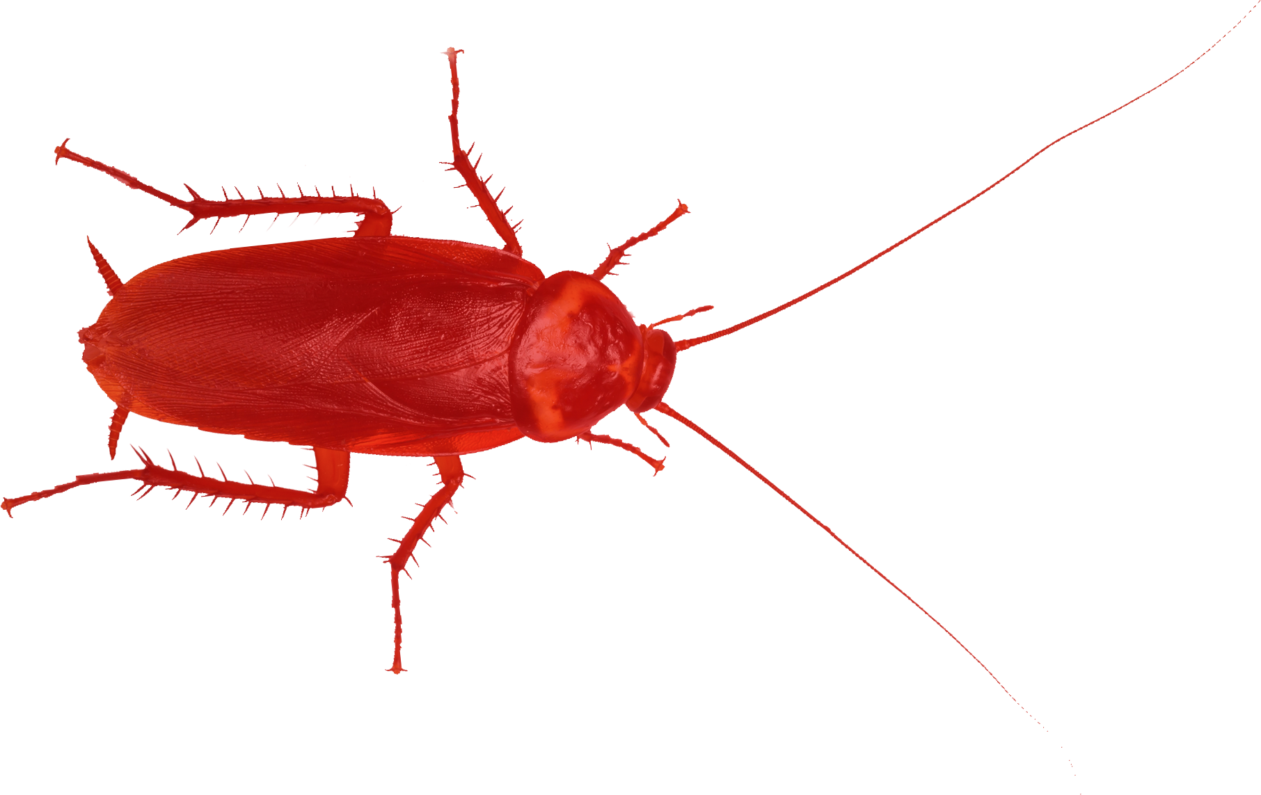 Red Cockroache Red Cockroache - Red Cockroach (1812x1143)