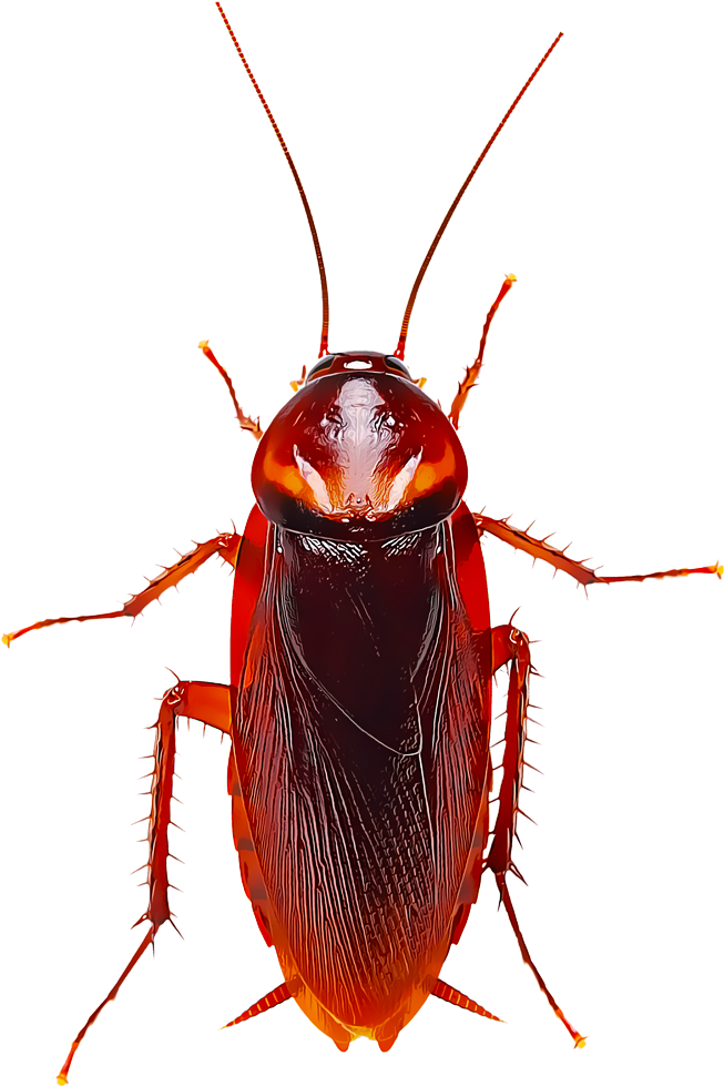 Identify And Control Cockroaches - Cockroach (1000x1000)
