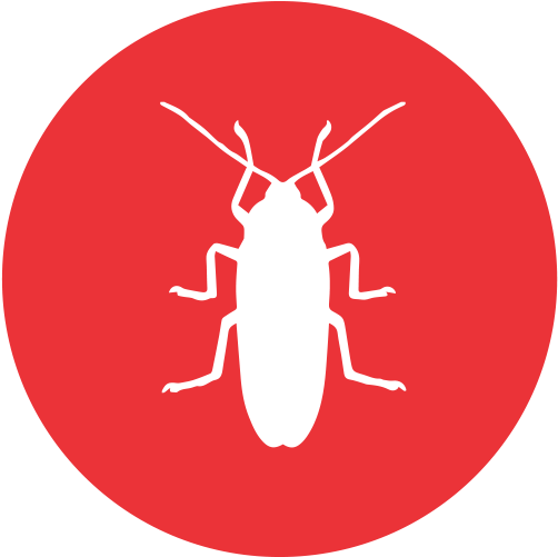 Spiders - Ants - Termites - Borers - Cockroaches - Spiders - Ants - Termites - Borers - Cockroaches (550x500)