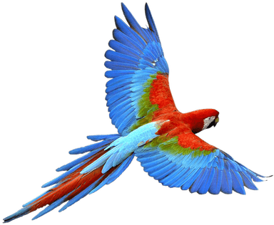 More Free Parrot Png Images - Parrot Png (400x400)