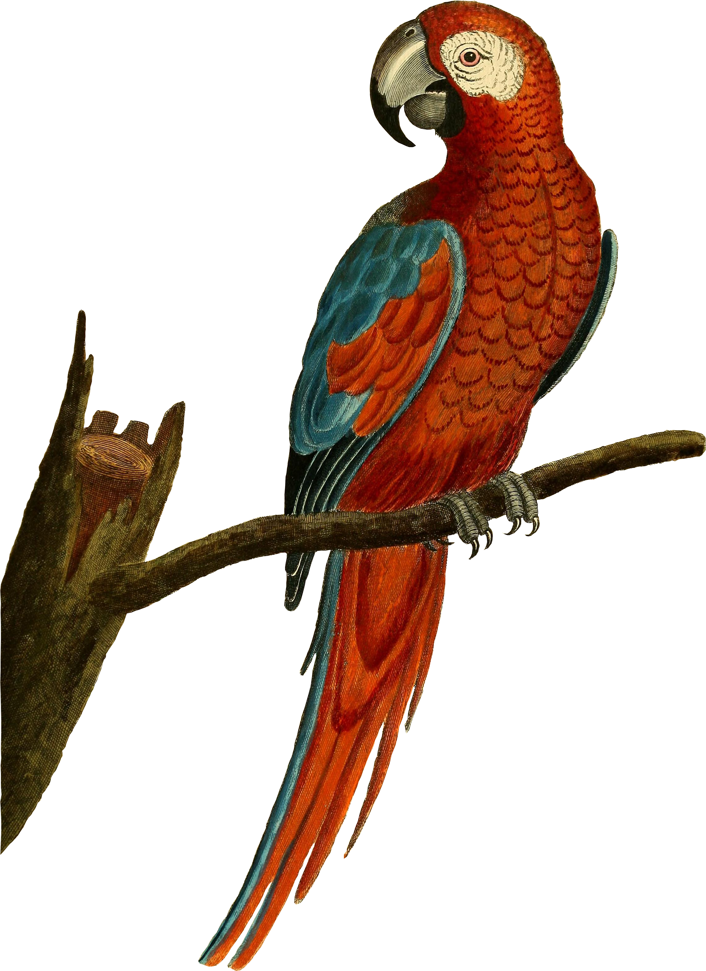 1676 X 2304 1 - Parrot Illustration Png (2538x3264)