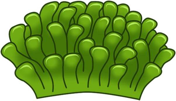 Green Sea Anemone - Green Sea Anemone (603x347)