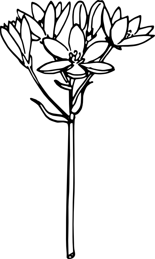 Star Of Bethlehem 2 Clipart - Star Of Bethlehem Flower Vector (512x855)