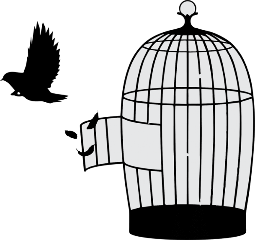 Free Png Download Bird Out Of Cage Png Images Background - Bird Out Of Cage (850x800)