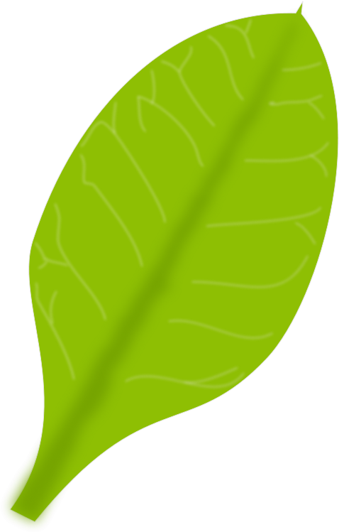 Daun Cartoon Png (660x800)