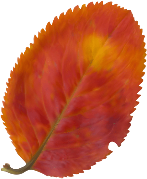 Free Png Download Beautiful Fall Leaf Clipart Png Photo - Natural Landscape (480x585)