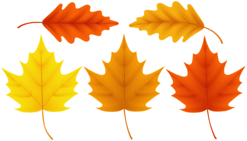 Free Png Download Set Fall Leaves Clipart Png Photo - Maple Leaf (850x486)