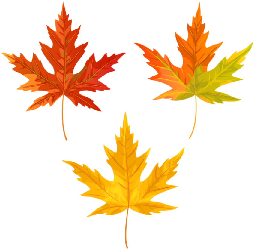 Download Orange Fall Leaves Clipart Png Photo - Maple Leaf (850x831)