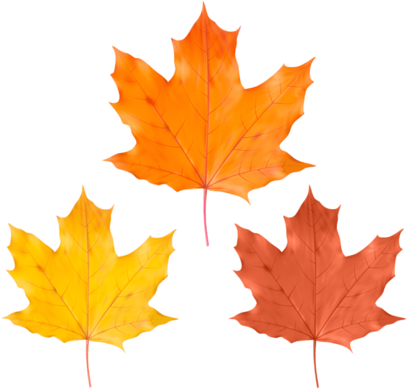 Free Png Download Set Fall Leaves Clipart Png Photo - Maple Leaf (850x807)
