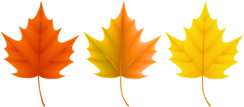 Free Png Download Autumn Leaves Set Clipart Png Photo - Different Fall Leaves (850x373)