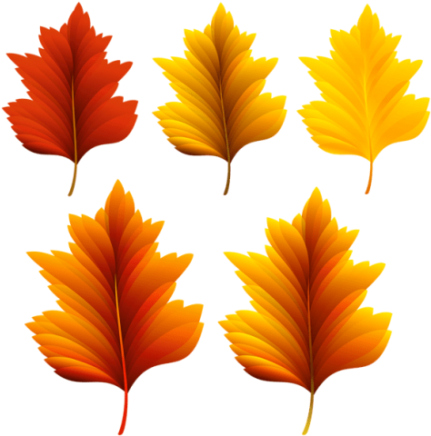 Free Png Download Beautiful Fall Leaves Set Clipart - Красивые Картинки Осенние Листочки (480x485)