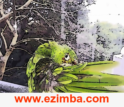 Ezimba11703837974000 - Budgie (432x374)