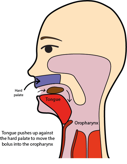 The Tongue Enables The Transport Of The Bolus Toward - Swallow Food Clipart (484x626)
