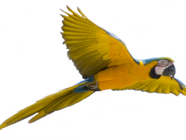 Tropical Clipart Colorful Bird - Bird Flying Transparent Background (640x480)