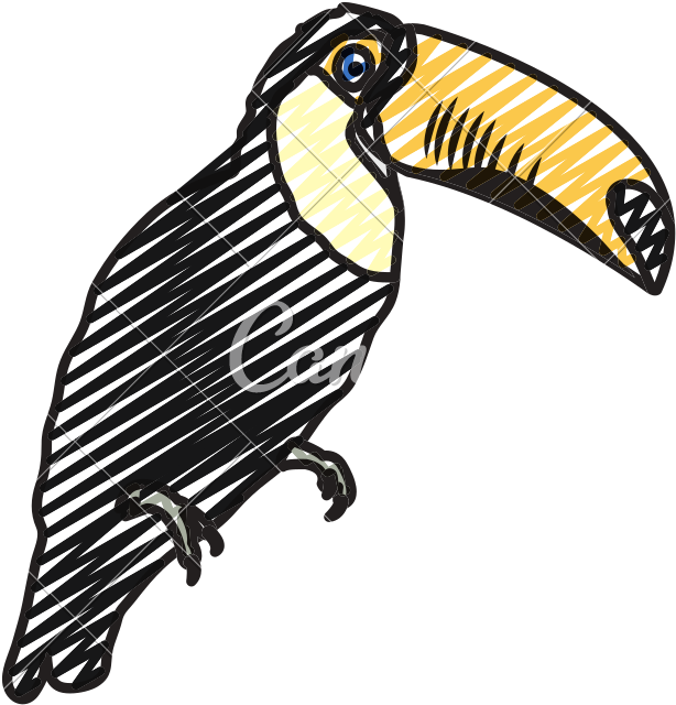 Doodle Tropical Pelican Bird Animal Style - Match Drawing (800x800)