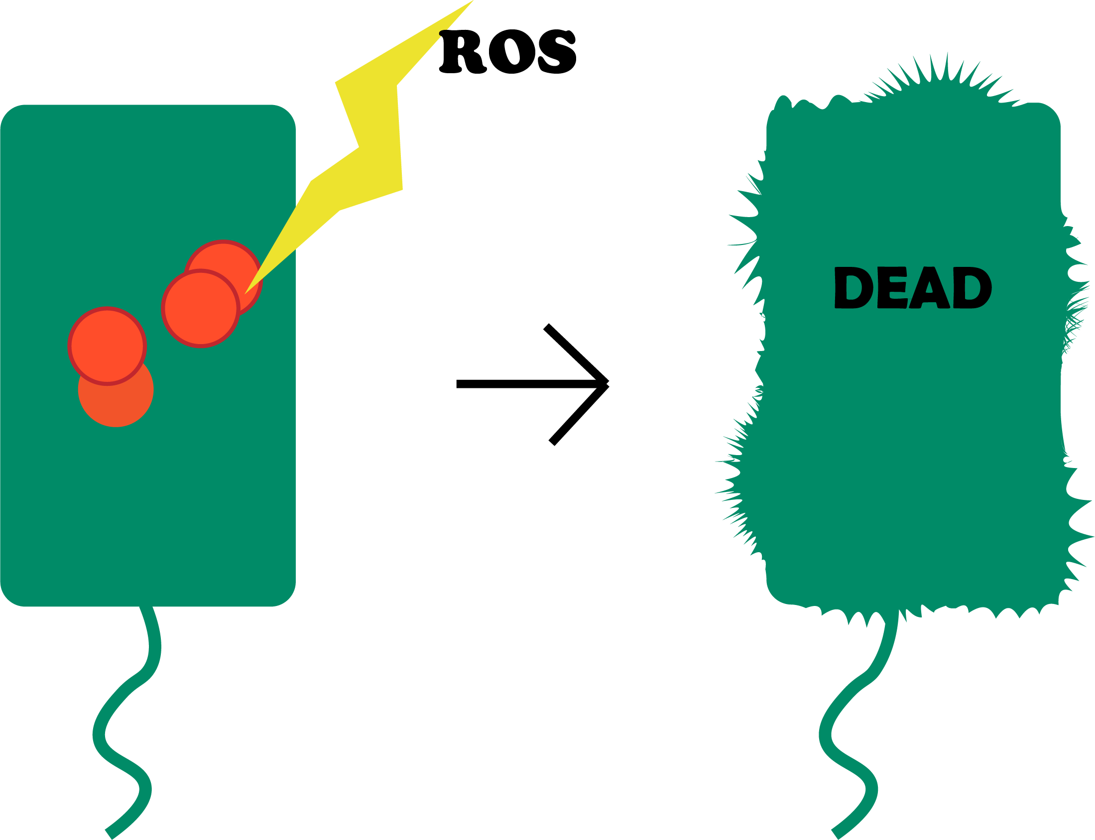 Another Is For The Target Gene To Kill The Bacteria, - Beacon Edi (2199x1687)