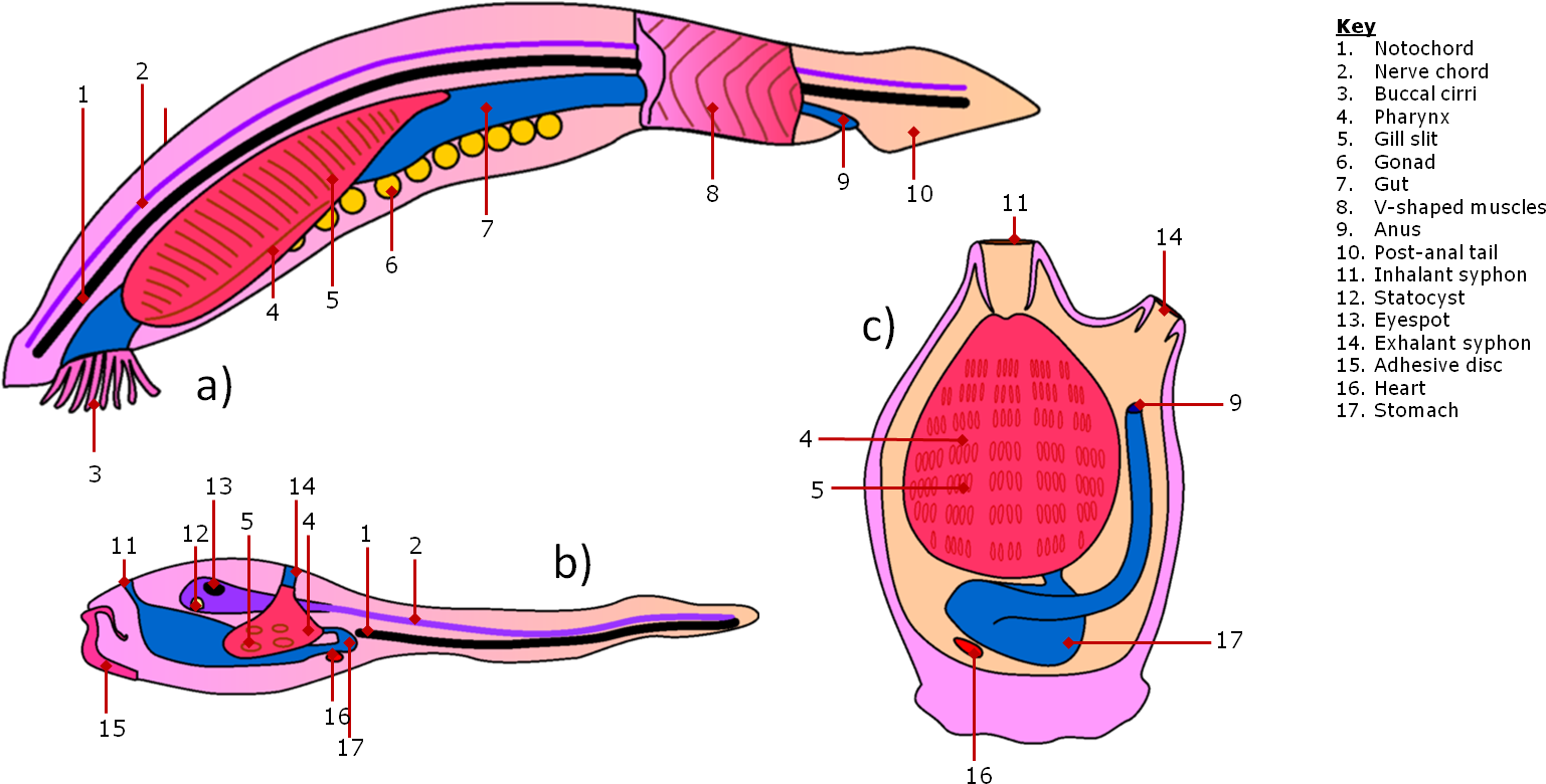 The Anatomy Of The Invertebrate Chordates - Post Anal Tail Tunicate Larvae (1596x814)