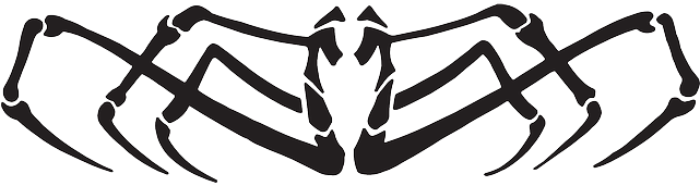 View Spider Body Side Art Legs Arachnid Head Deer Wild - Spider Vector (640x320)