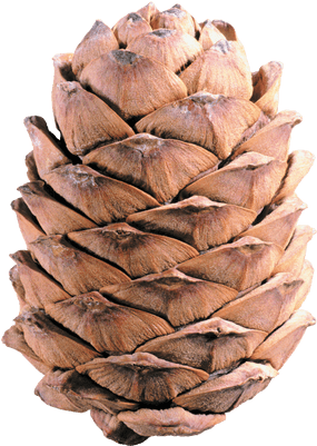 Pine Cone Illustration Transparent Png Stickpng - رسم مخروط الصنوبر (400x400)