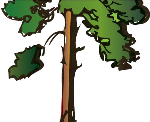 Pine Cone Clipart Winter - Tall Tree Cartoon Transparent (640x480)