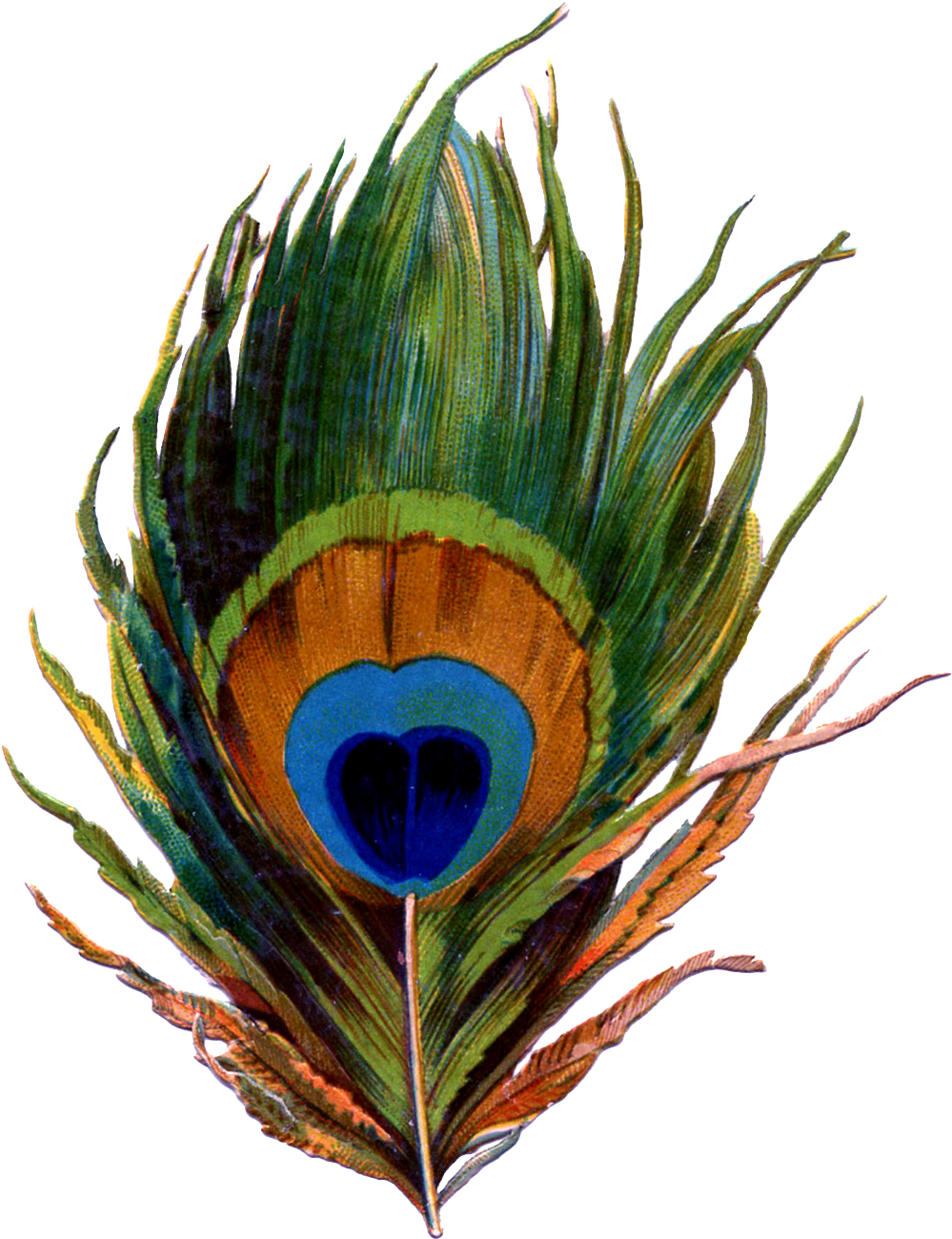 Printable Peacock Feather - Pena De Pavao Png (1084x1350)