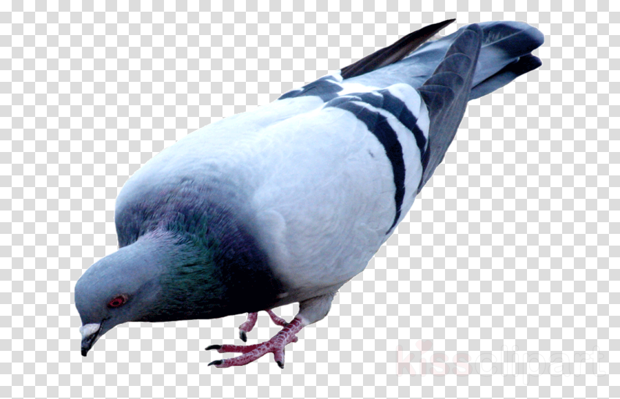 Pigeon Png Clipart Pigeons And Doves Racing Homer Bird - Logo Mouse Png (900x580)