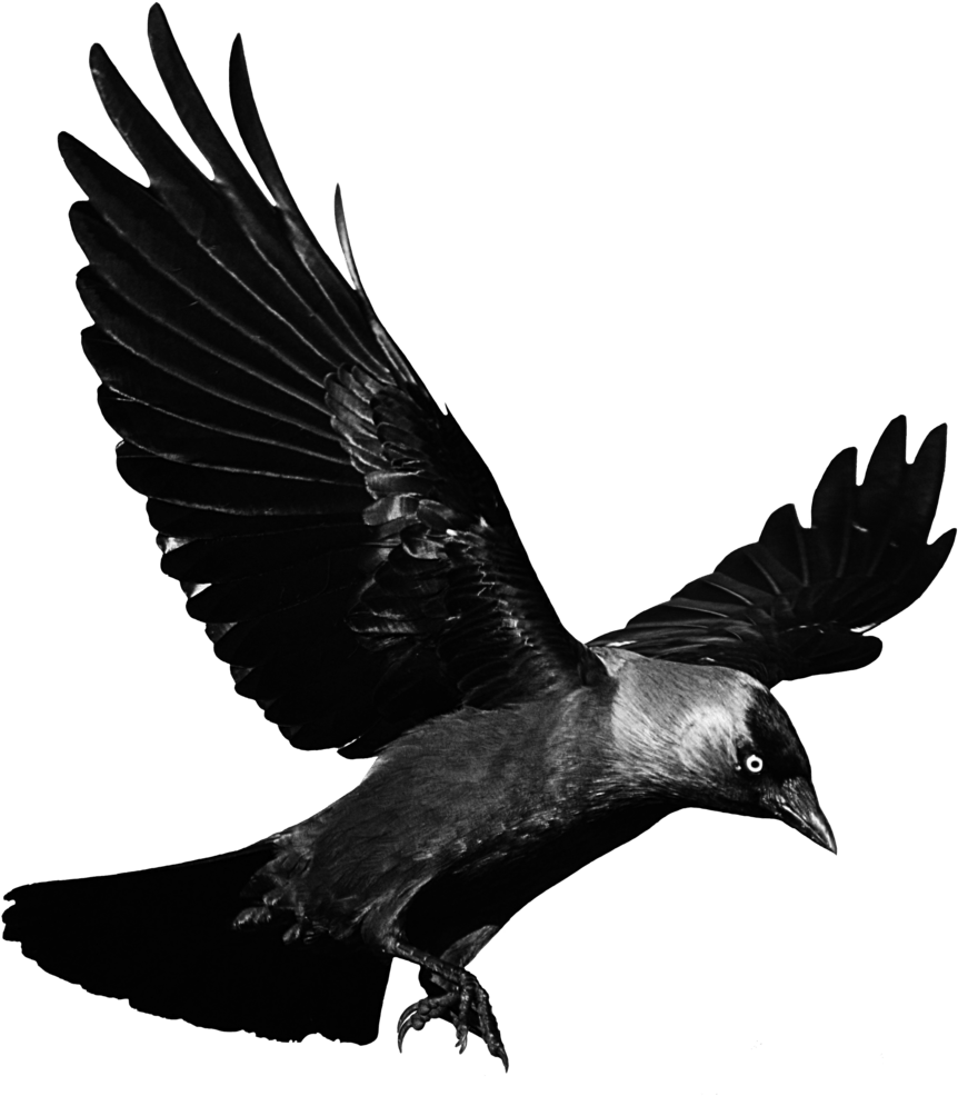 Flying Raven Clip Art Transparent - Raven Transparent Background (1024x1036)