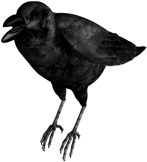 Crow Bird Clip Art - Common Raven (537x620)
