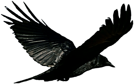 Raven Bird Transparent Background (542x350)