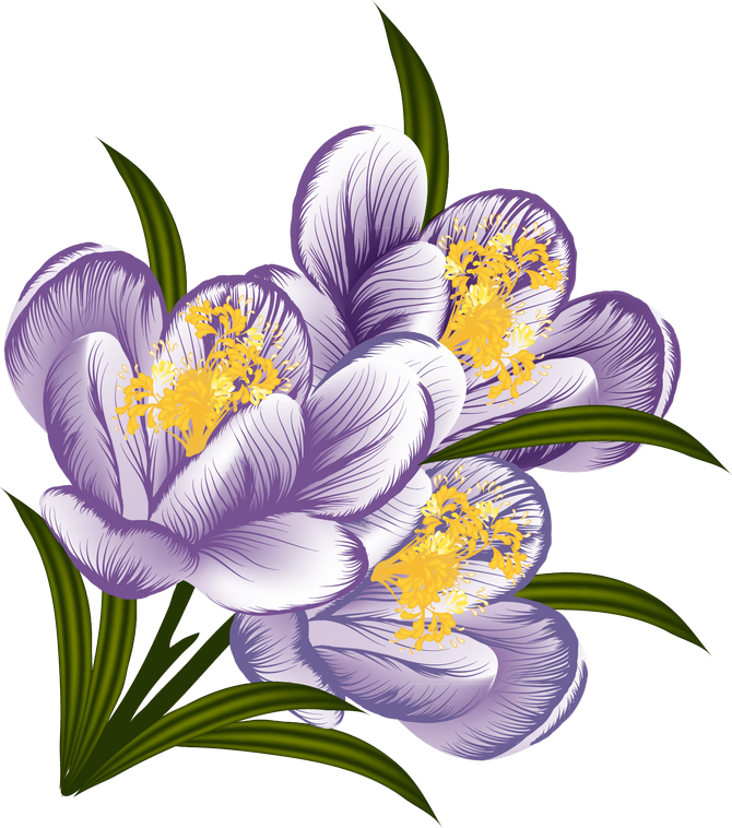 Árvores, Jardim E Etc - Snow Crocus (670x758)