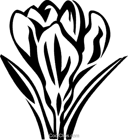 Crocus Royalty Free Vector Clip Art Illustration - Crocus Royalty Free Vector Clip Art Illustration (441x480)