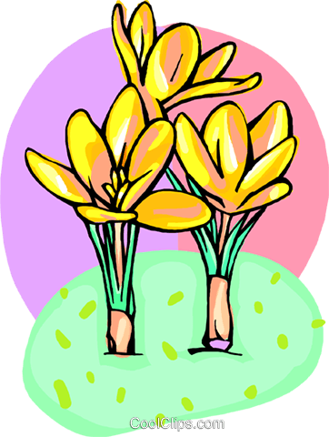 Crocus's Royalty Free Vector Clip Art Illustration - Crocus's Royalty Free Vector Clip Art Illustration (362x480)