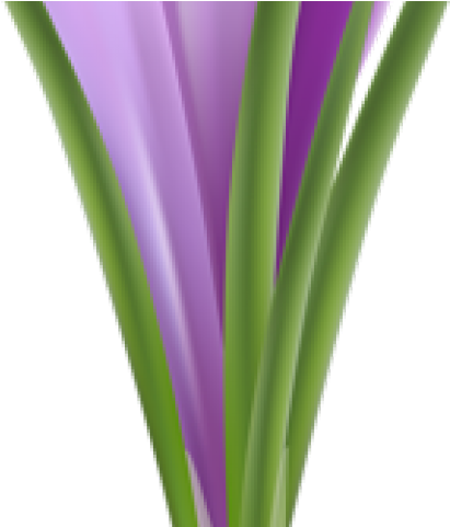 Crocus Clipart Sign - Cut Flowers (640x480)