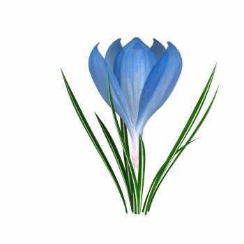 Tubes Fleurs Magnolia, Flower Clipart, Shrubs, Clip - Snow Crocus (350x350)