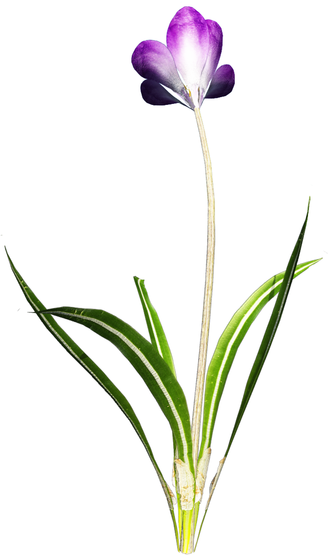 Free Crocus Clip Art - Snow Crocus (847x1199)