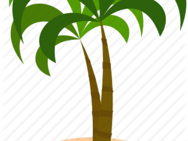 Coconut Clipart Coconut Island - Palm Tree (640x480)