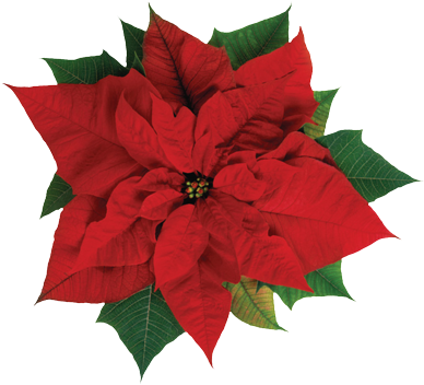 Memorial & Honor Gifts First Presbyterian Church In - Poinsettia Flower (400x370)