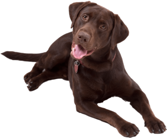 Chocolate Lab Png - Chocolate Lab Png (480x320)