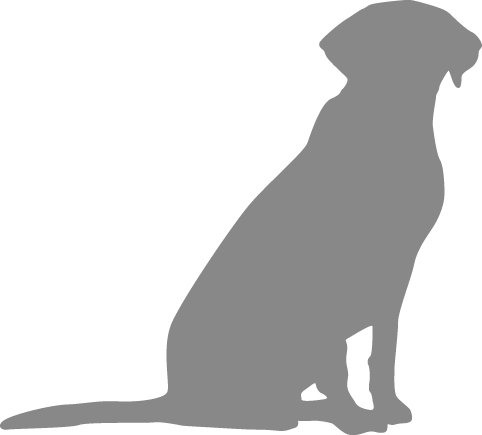 Labrador Sitting - Punxsutawney Phil (482x435)