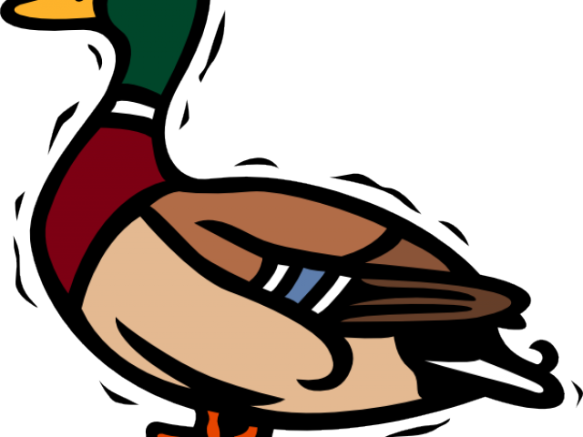 Drake Clipart Duck - Mallard Duck Clipart (640x480)