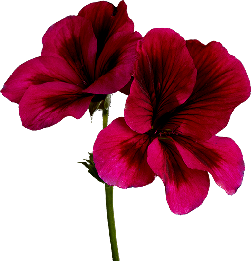 1872 Geranium - Hawaiian Hibiscus (594x629)