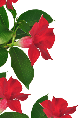 Mandevilla-300×450 - Poinsettia (300x450)