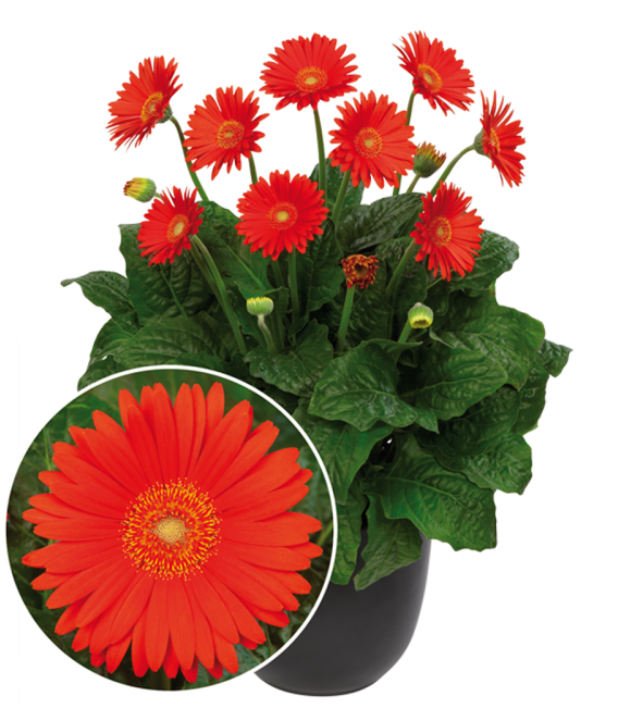 Garvinea Sweet Glow - All Season Flower Plant (800x800)